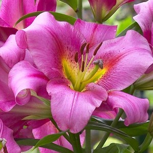 Луковица лилии Purple Lady ОТ-гибрид