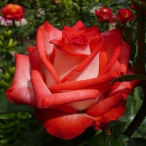 Саженец чайно-гибридной розы Blush  (Блаш)