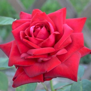 Саженец чайно-гибридной розы Бургунд 81