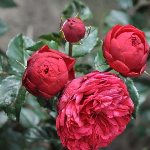 Саженец парковой розы Фортепиано