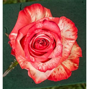 Саженец чайно-гибридной розы Хай Твинкл