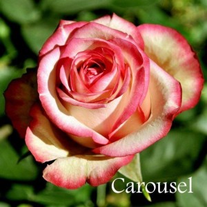 Саженец чайно-гибридной розы Карусель