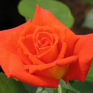 Саженец чайно-гибридной розы Моника