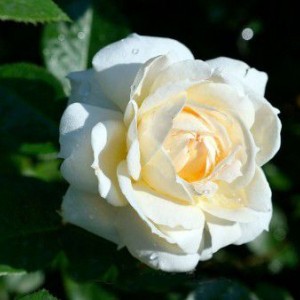 Саженец плетистой розы Монд Жарден