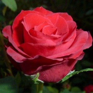 Роза Селена(чайно-гибридная)
