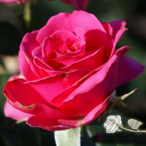 Роза Шокинг Версилия(чайно-гибридная)