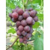 Саженец винограда Рошфор (Ранний/Фиолетовый)