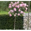 Саженцы штамбовой розы (3 шт. ) Роза Боника (Bonica)