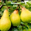 Комплект 5шт / Груша Бере зимняя Мичурина: фото и описание