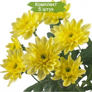 Саженцы среднецветковой хризантемы Балтика (Желтая ) -  5 шт.