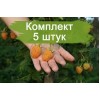 Саженцы ремонтантной малины Гигант Оранж (Gigant orange) (Желтая) -  5 шт.