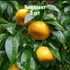 Комплект 5шт / Мандарин Понкан: фото и описание