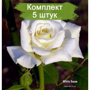 Саженцы чайно-гибридной розы Белая лебедь (White Swan) -  5 шт.