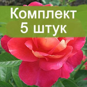 Комплект 5шт / Роза Декор Арлекин (парковая)