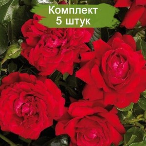 Саженцы плетистой розы Гранд Эвод (Grand Award) -  5 шт.