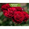Саженцы розы флорибунды Лаваглут / Лаваглют (Lavaglut) -  5 шт.