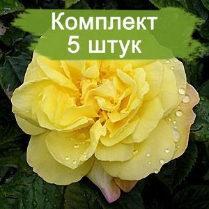 Комплект 5шт / Роза Лихткёнигин Лючия (парковая)