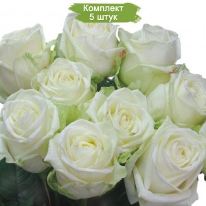 Саженцы чайно-гибридной розы Маруся (Maroussia) -  5 шт.