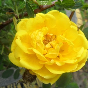 Саженцы кустовой розы Пимпринэль (Pimprenelle) -  5 шт.
