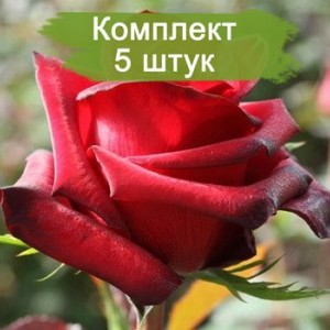 Комплект 5шт / Роза Ред Париж(чайно-гибридная)