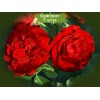 Саженцы плетистой розы Сантана (Santana) -  5 шт.