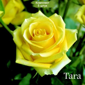 Саженцы чайно-гибридной розы Тара (Tara) -  5 шт.