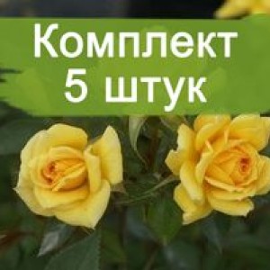 Комплект 5шт / Роза Yellow Eveline (Йеллоу Эвелин) (спрей)