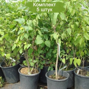 Комплект 5шт / Сеянец Сирень амурская СЕЯНЕЦ (10-15 см.)