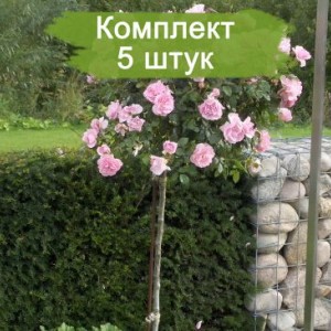 Комплект 5шт / Штамбовая Роза Боника