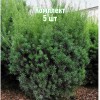 Комплект 5шт / Тис средний Грин Монтейн (20-40 см): фото и описание