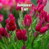 Комплект 5шт / Тюльпан Стронг Повер: фото и описание