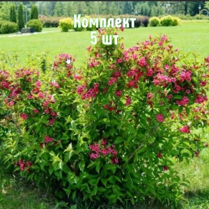 Комплект 5шт / Вейгела Ева Ратке