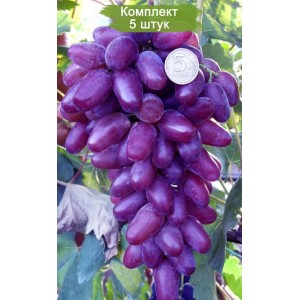 Саженцы винограда Ромео - Кишмиш (Средний/Фиолетовый) -  5 шт.
