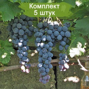 Саженцы винограда Страшенский (Средний/Черный) -  5 шт.