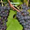 Комплект 5шт / Виноград Варюшкин: фото и описание