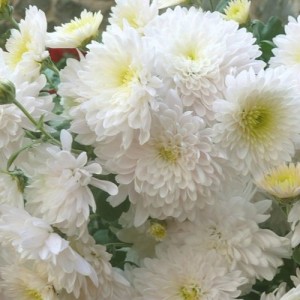 Саженец хризантемы мультифлора Домино Уайт