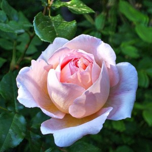 Саженец шраб розы Александр Пушкин