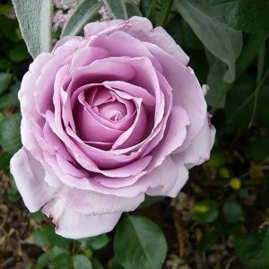 Саженец шраб розы Ля Роз дю Пети Принс