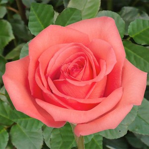 Роза Муви Стар(чайно-гибридная)